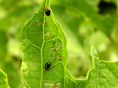 Slippery Cabbage Flea beetle is a serious new pest
